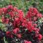 Wonderful Crapemyrtle Lagerstroemia indica Center Stage Pink Garden Plant