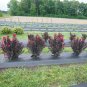 Wonderful Crapemyrtle Lagerstroemia indica Center Stage Pink Garden Plant