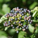 Wonderful Viburnum Shrub Lustrous Glossy Leaves Garden Plant