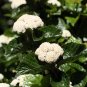 Wonderful Viburnum Shrub Lustrous Glossy Leaves Garden Plant