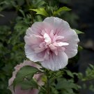 Wonderful Hibiscus syriacus Pink Chiffon Rose of Sharon Garden Plant