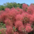 Wonderful Cotinus The Velvet Fog Smokebush Red Fall Color Garden Plant