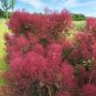 Wonderful Cotinus The Velvet Fog Smokebush Red Fall Color Garden Plant