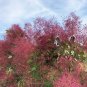 Wonderful Cotinus The Velvet Fog Smokebush Red Fall Color Garden Plant