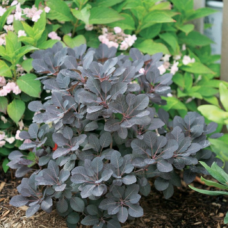 Wonderful Winecraft Black Smokebush Garden Plant