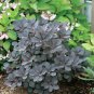 Wonderful Winecraft Black Smokebush Garden Plant