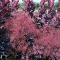 Wonderful Winecraft Black Smokebush Garden Plant