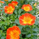 Wonderful Oso Easy Hot Paprika Rose Garden Plant