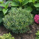 Wonderful Gem Box Inkberry Holly Ilex Garden Plant
