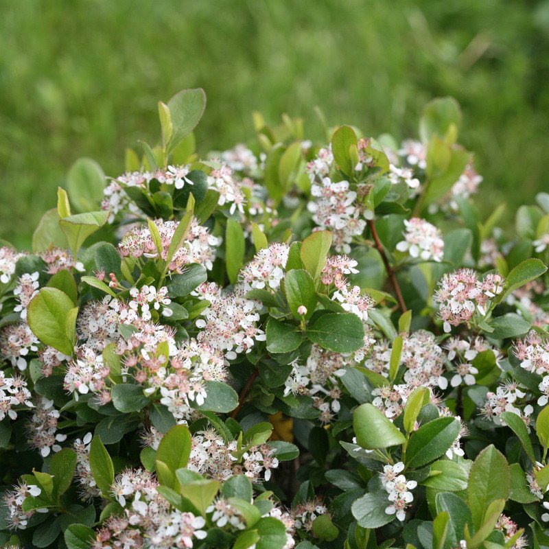 Wonderful Low Scape Mound Chokeberry Aronia Garden Plant