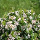 Wonderful Low Scape Mound Chokeberry Aronia Garden Plant