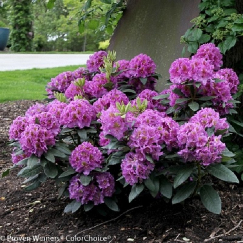 Wonderful Rhododendron Dandy Man Purple Garden Plant