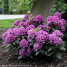 Wonderful Rhododendron Dandy Man Purple Garden Plant