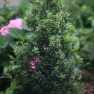 Wonderful Ilex crenata Sky Box Japanese Holly Garden Plant
