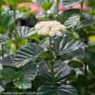 Wonderful Viburnum All That Glows Shrub Red Purple Fruit Garden Plant