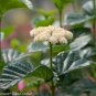 Wonderful Viburnum All That Glows Shrub Red Purple Fruit Garden Plant