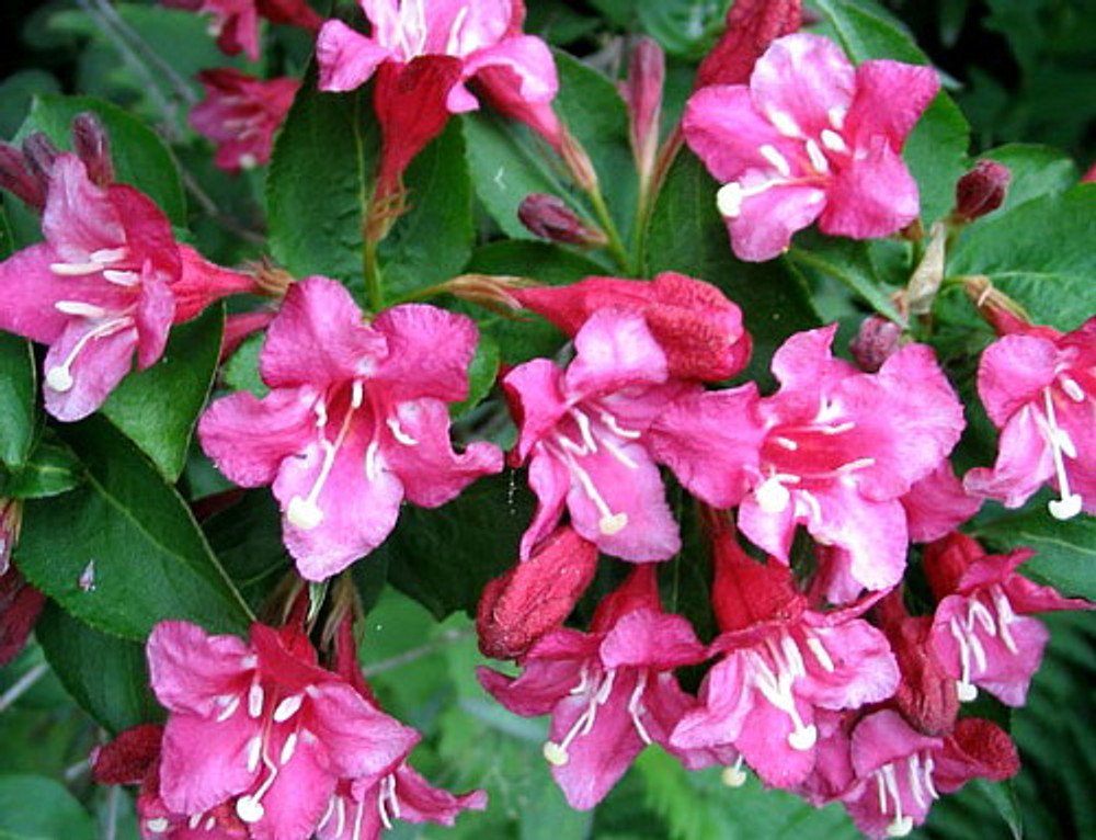 Wonderful Pink Sonic Bloom Weigela Hot Pink Everblooming Garden Plant