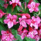 Wonderful Pink Sonic Bloom Weigela Hot Pink Everblooming Garden Plant
