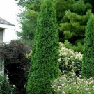 Wonderful Thuja Arborvitae North Pole Wintergreen Garden Plant
