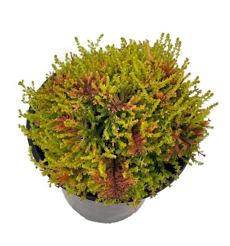 Wonderful Calluna Vulgaris Hardy Blazeaway Scotch Heather Garden Plant