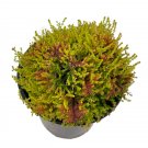 Wonderful Calluna Vulgaris Hardy Blazeaway Scotch Heather Garden Plant