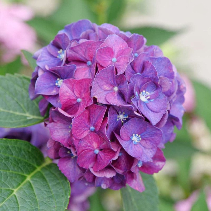 Wonderful Wee Bit Grumpy Bigleaf Hydrangea Purple Garden Plant