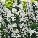 Wonderful Mockorange Philadelphus Illuminati Tower Low Grower Garden Plant