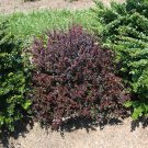 Wonderful Sunjoy Mini Maroon Barberry Garden Plant