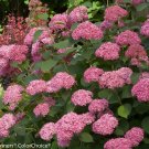 Wonderful Invincibelle Spirit II Hydrangea Garden Plant