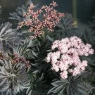 Wonderful Sambucus Laced Up Elderberry Garden Plant