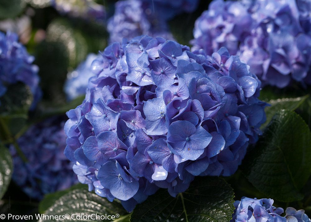 Wonderful Lets Dance Blue Jangles Reblooming Hydrangea Garden Plant