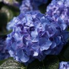 Wonderful Lets Dance Blue Jangles Reblooming Hydrangea Garden Plant