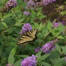 Wonderful Lo and Behold Blue Chip Jr Butterfly Bush Garden Plant