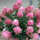 Wonderful Paniculata Fire Light Hydrangea Garden Plant