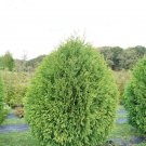 Wonderful Thuja Cheer Drops Arborvitae Garden Plant