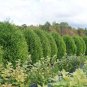 Wonderful Thuja Cheer Drops Arborvitae Garden Plant