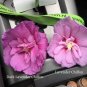 Wonderful Dark Lavender Chiffon Hibiscus Rose of Sharon Garden Plant