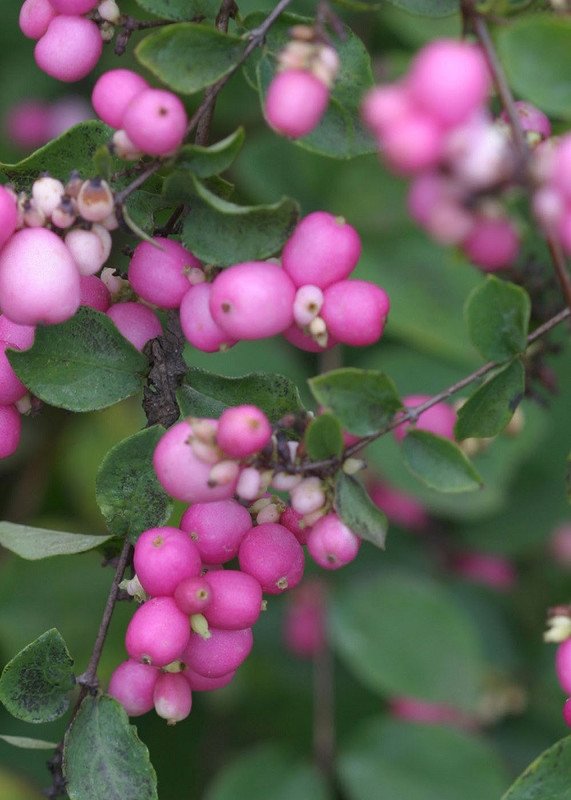 Wonderful Symphoricarpos Proud Berry Coral Berry Garden Plant