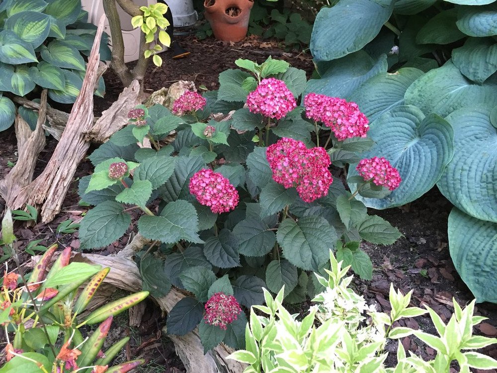 Wonderful Invincibelle Ruby Hydrangea Garden Plant