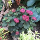 Wonderful Invincibelle Ruby Hydrangea Garden Plant