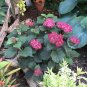 Wonderful Invincibelle Ruby Hydrangea Garden Plant