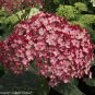 Wonderful Invincibelle Ruby Hydrangea Garden Plant