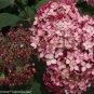 Wonderful Invincibelle Ruby Hydrangea Garden Plant