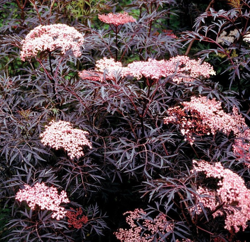 Wonderful Sambucus Black Lace Elderberry Garden Plant