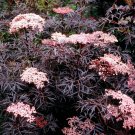 Wonderful Sambucus Black Lace Elderberry Garden Plant