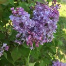 Wonderful Scentara Double Blue Lilac Garden Plant