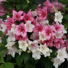 Wonderful Czechmark Trilogy Weigela Garden Plant