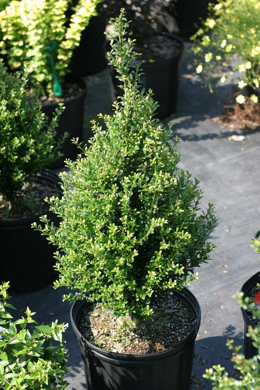 Wonderful Ilex crenata Patti O Japanese Holly Garden Plant