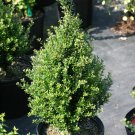 Wonderful Ilex crenata Patti O Japanese Holly Garden Plant