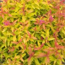 Wonderful Gold Spiraea Double Play Garden Plant